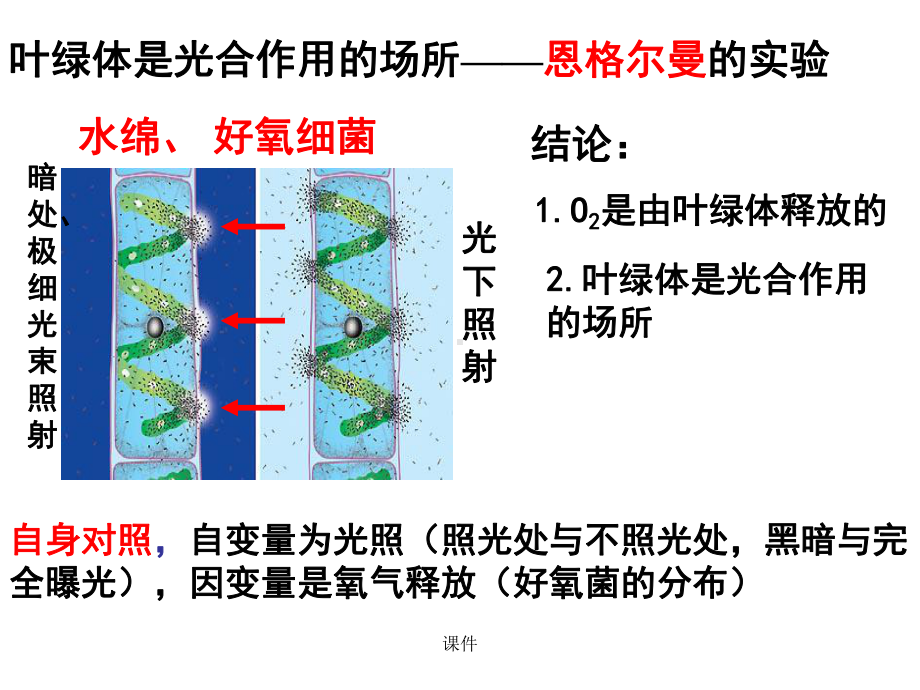 高三一轮复习光合作用课件.ppt_第3页