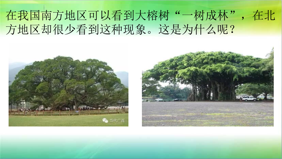 青岛版小学科学新版三年级下册科学15《不同环境中的植物》教学课件.ppt_第2页