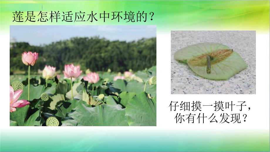 青岛版小学科学新版三年级下册科学15《不同环境中的植物》教学课件.ppt_第3页