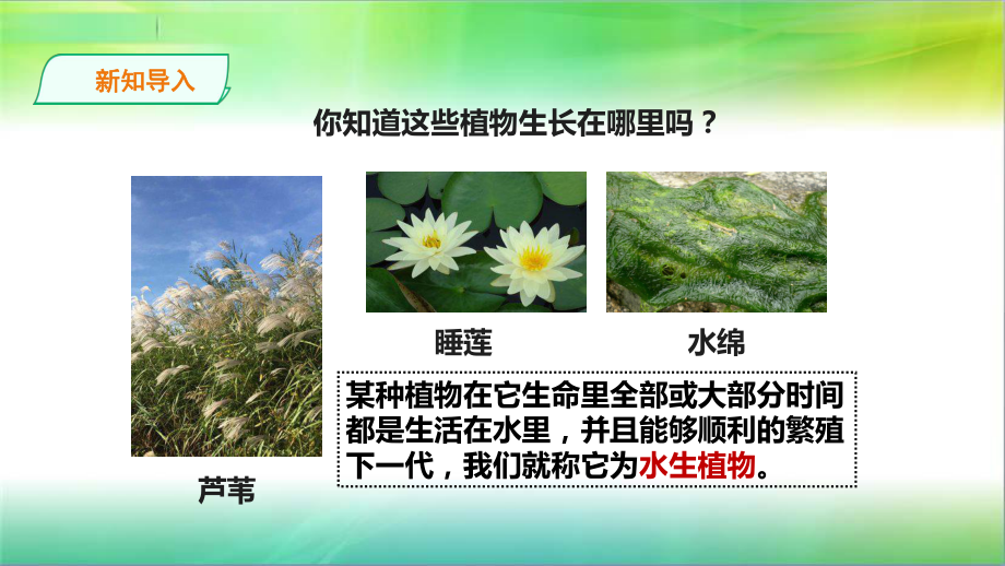 苏教版小学科学新版三年级下册科学27《水里的植物》课件.ppt_第2页