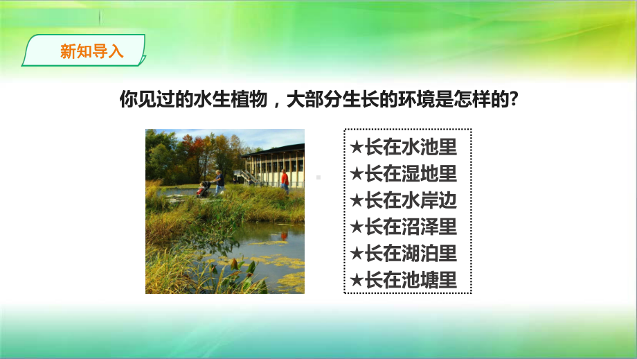 苏教版小学科学新版三年级下册科学27《水里的植物》课件.ppt_第3页