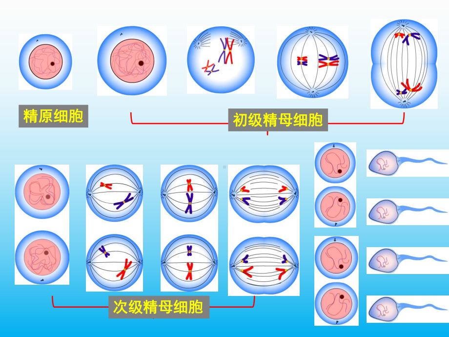 高中生物课件减数分裂中的染色体行为3.ppt_第3页