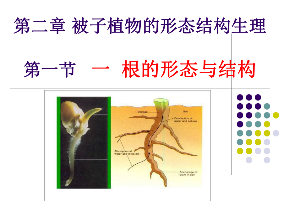 根的形态结构课件.ppt_第2页