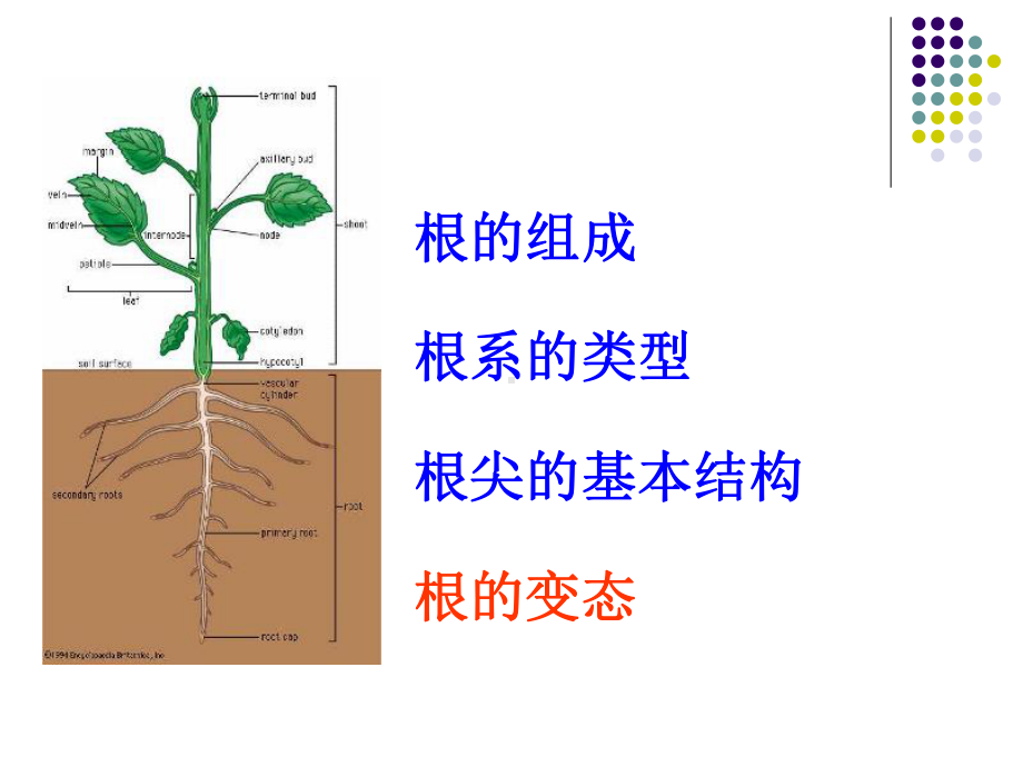 根的形态结构课件.ppt_第3页