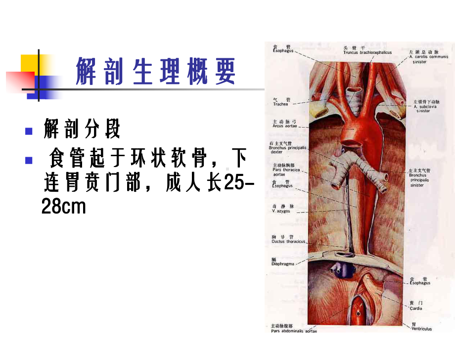 食管疾病病人的护理教学课件.ppt_第3页