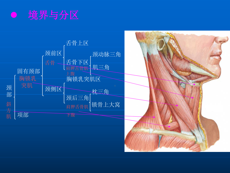 颈部淋巴结分区新版本课件.ppt_第3页