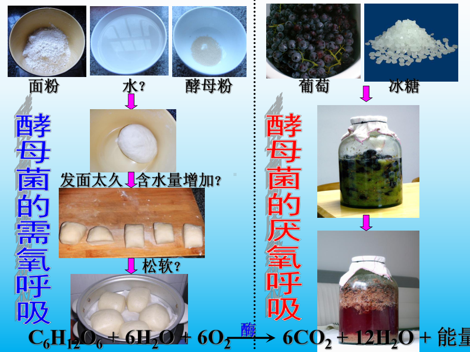 高中生物课件厌氧呼吸.ppt_第3页