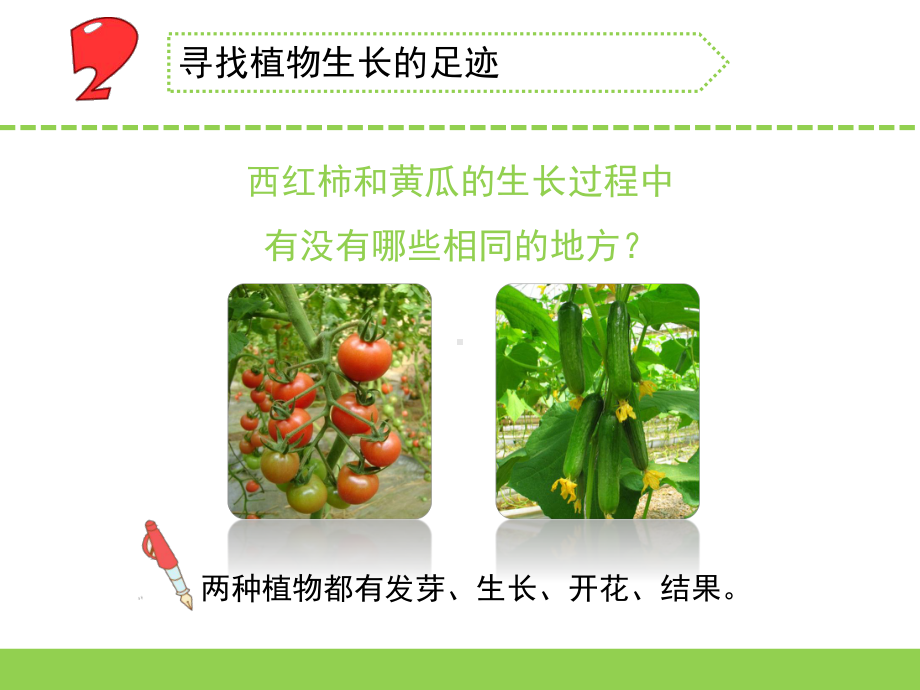 （新教材）苏教版三年级下册科学课件-4植物结果了.ppt_第2页