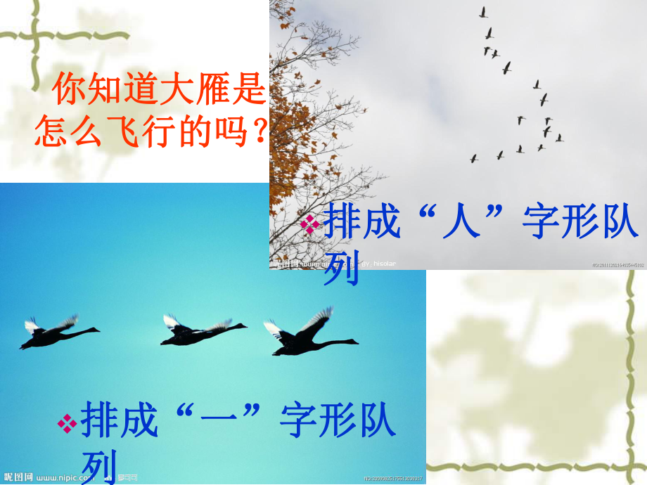 中班社会《爱护鸟类》课件-幼儿园优秀优质课公开课名师比赛.ppt_第3页