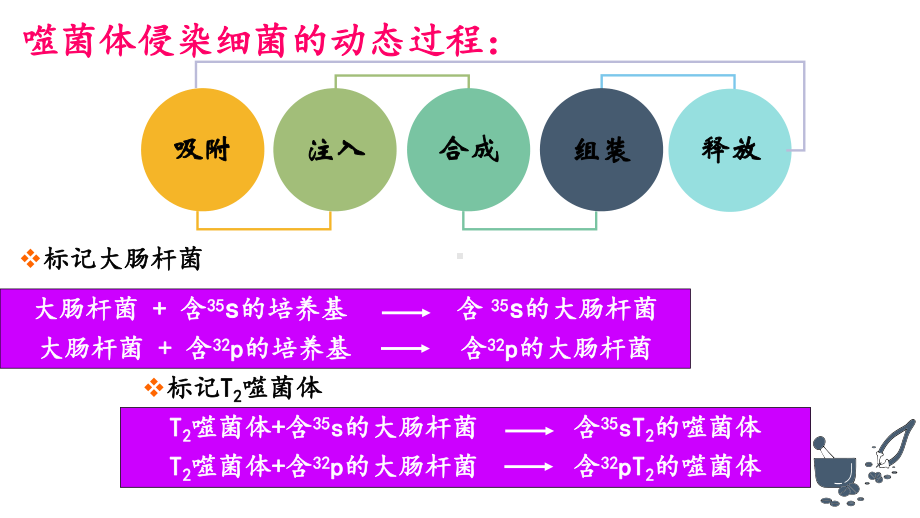 DNA的结构（新教材）人教版高中生物必修二教学课件.pptx_第3页