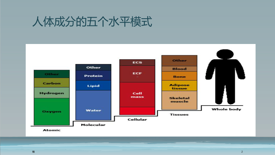 人体成分分析的临床应用-经典教学课件.ppt_第2页