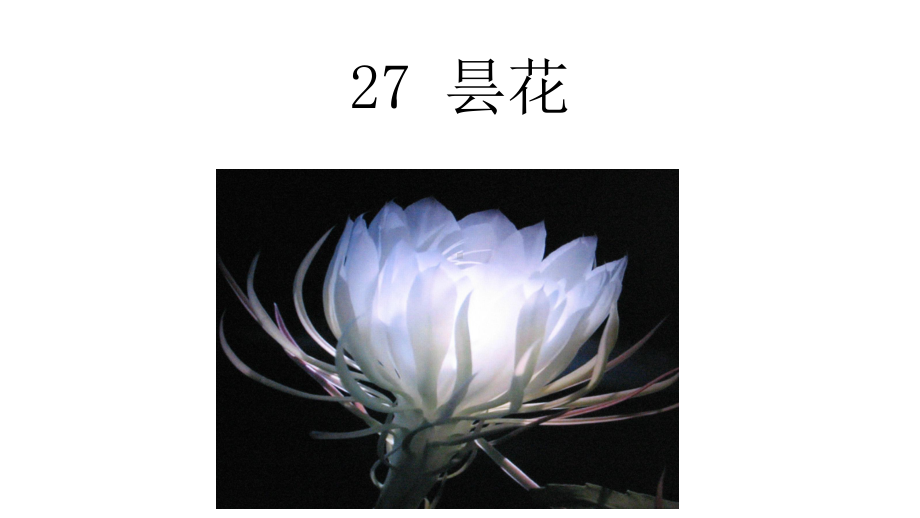 苏教版三年级下语文课件27昙花优选课件.ppt_第2页