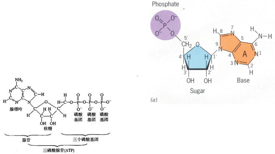 苏教版高中生物必修一课件第四章-光合作用和细胞呼吸复习.ppt_第3页