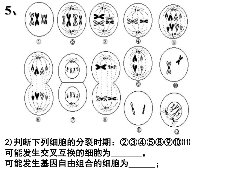 生物一轮必修2默写(含答案)45课件.ppt_第3页