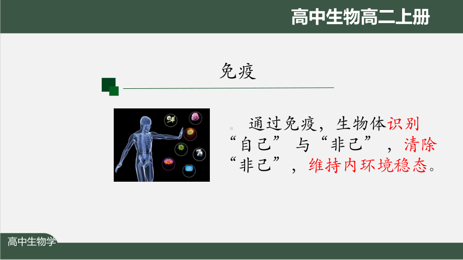 高二生物学(人教版)《第4章-第1节-免疫系统的组成和功能》（教案匹配版）最新国家级中小学课程课件.pptx_第2页