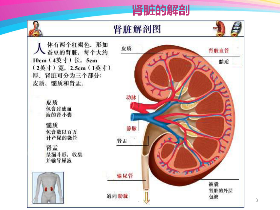 新版肾穿术前、术后的护理课件.ppt_第3页