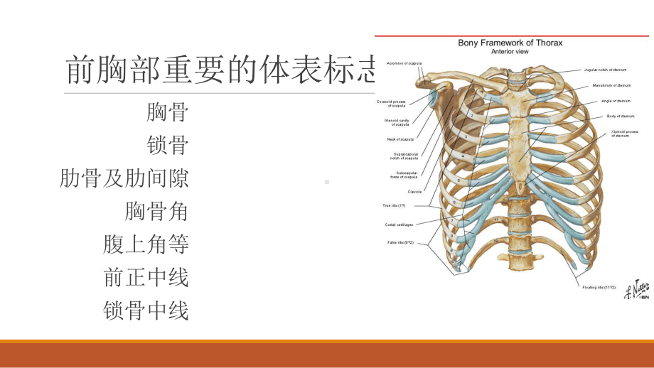 肺部异常叩诊听诊音医学课件.pptx_第2页