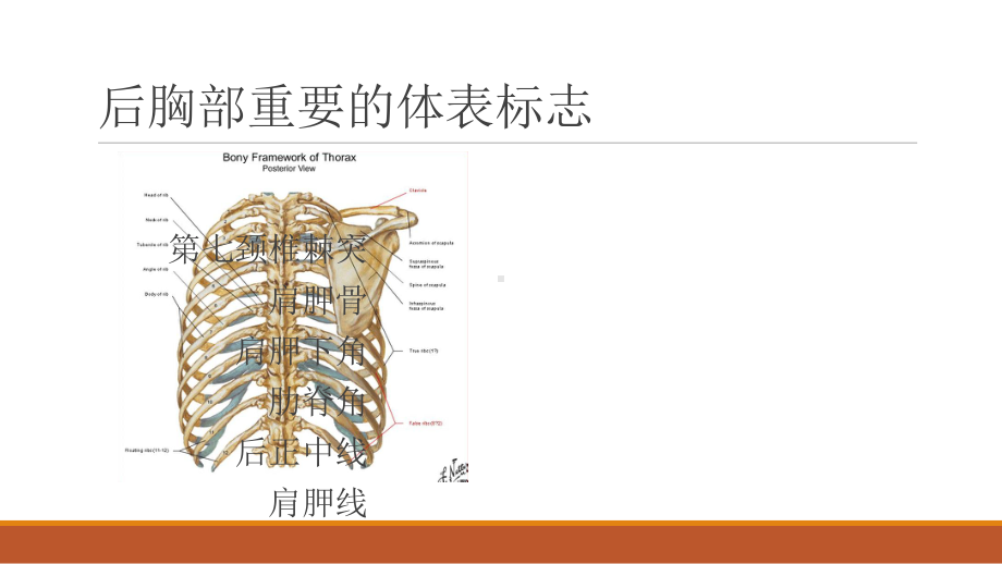 肺部异常叩诊听诊音医学课件.pptx_第3页