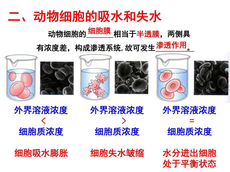 高三一轮复习物质跨膜运输的实例课件.ppt_第3页