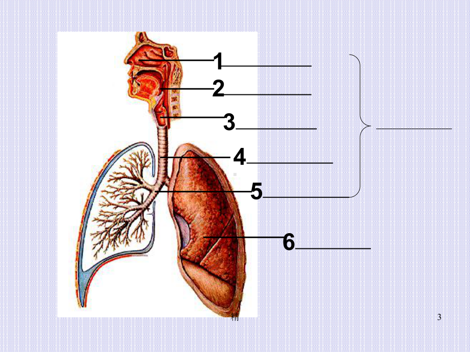 人体与外界的气体交换概述教学课件.ppt_第3页