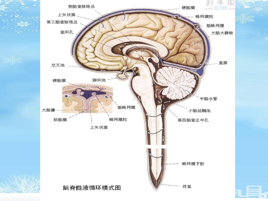 颅脑和脊髓先天畸形2021完整版课件.ppt_第2页