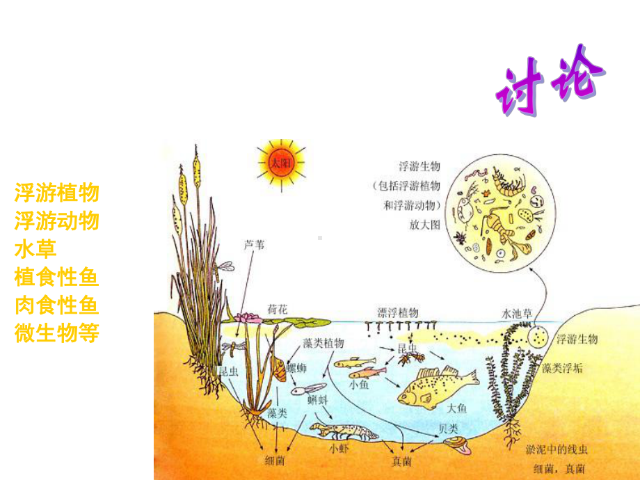 高中生物-第四章-第三节-群落的结构课件1-新人教版必修.ppt_第2页