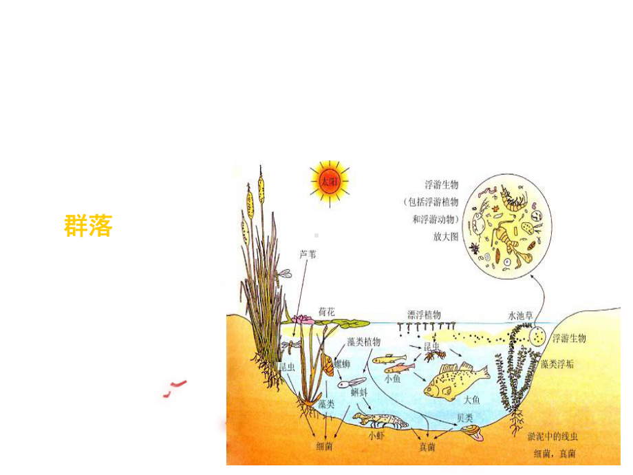 高中生物-第四章-第三节-群落的结构课件1-新人教版必修.ppt_第3页