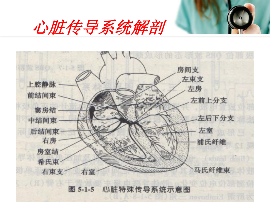 心电图基础知识-学生讲课课件.ppt_第3页