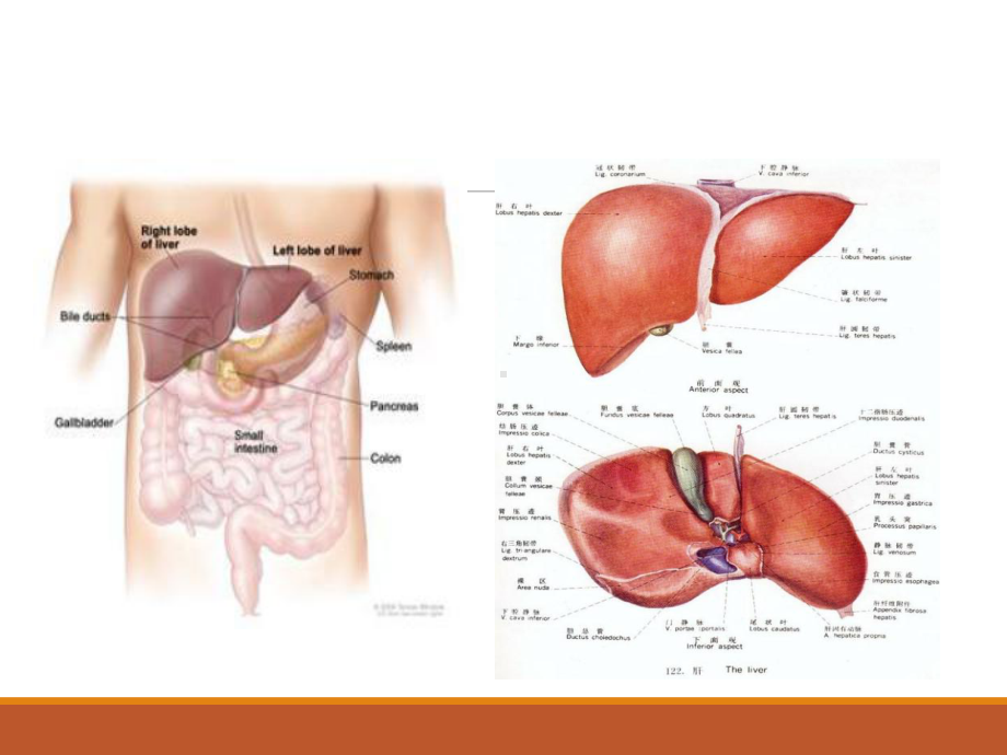肝脏讲解课件.ppt_第3页