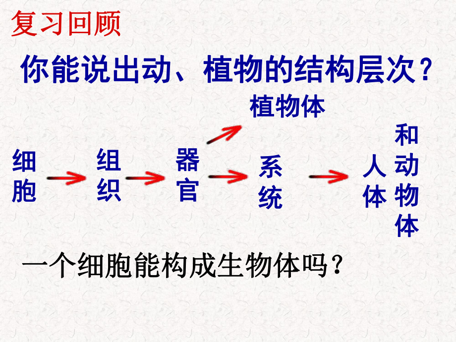 第3节单细胞的生物体课件.ppt_第1页