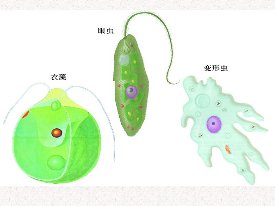 第3节单细胞的生物体课件.ppt_第2页