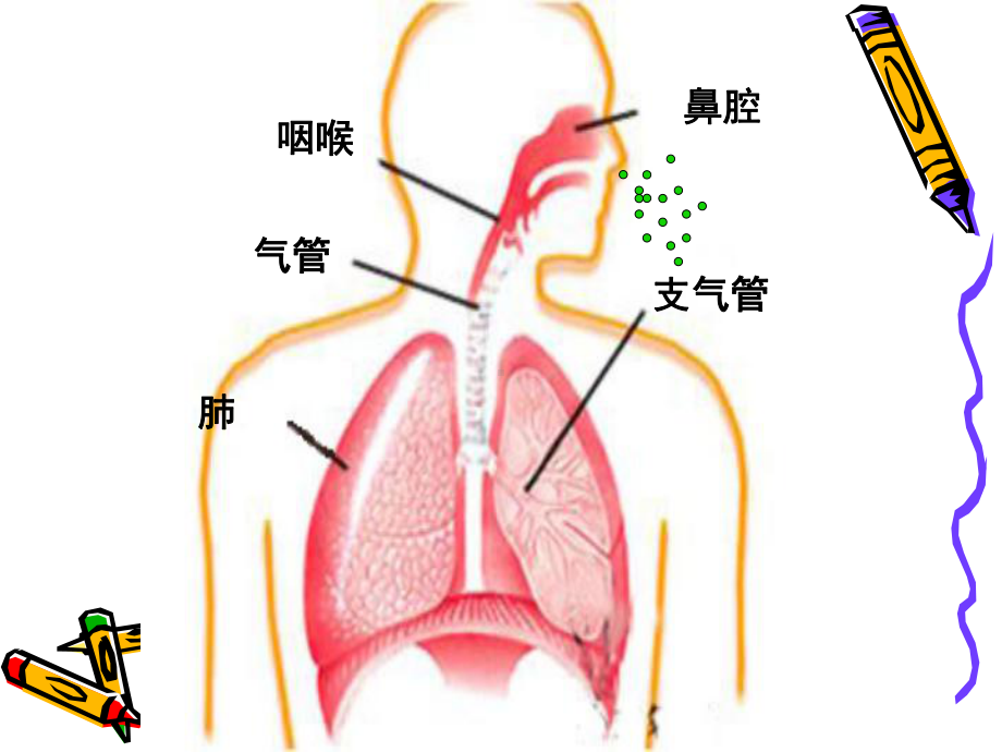 青岛版小学五年级科学下册《我们的呼吸》课件.ppt_第3页