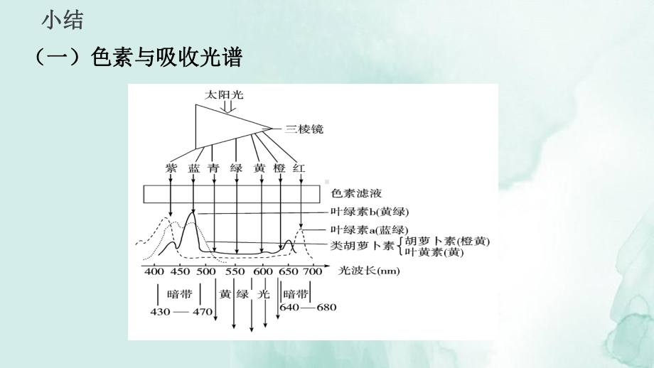 高三生物一轮复习课件5：第10讲-光与光合作用.ppt_第3页