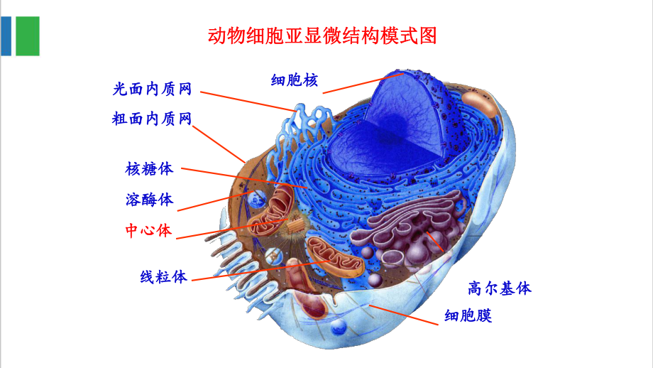 高中生物细胞核是细胞生命活动的控制中心教学研讨公开课课件.pptx_第2页