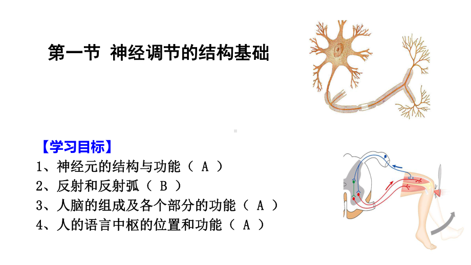 人教版生物选择性必修一21-神经调节的结构基础课件.ppt_第2页