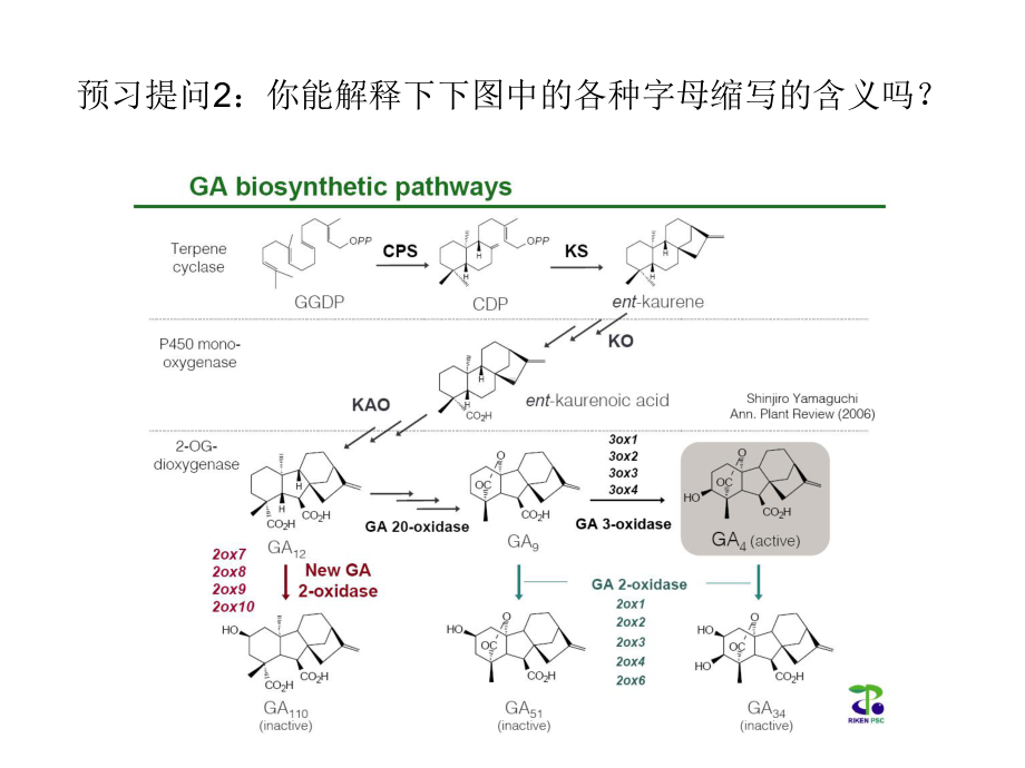 第三节-赤霉素-植物生理学课件.ppt_第3页