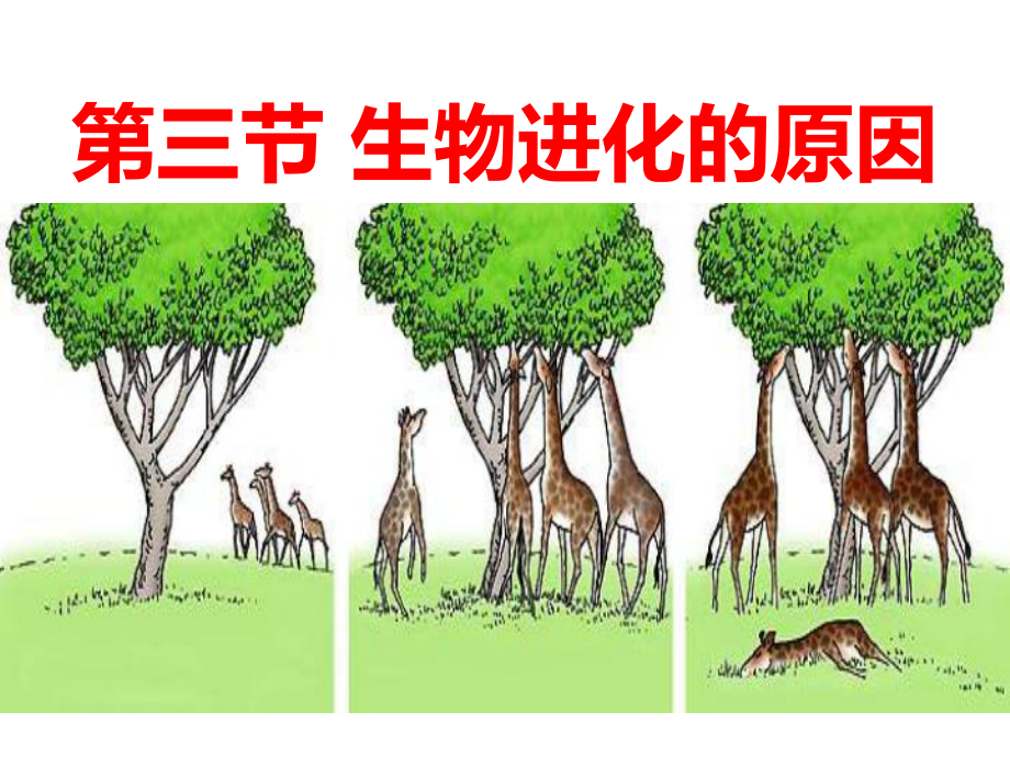 生物进化的原因-课件.ppt_第1页