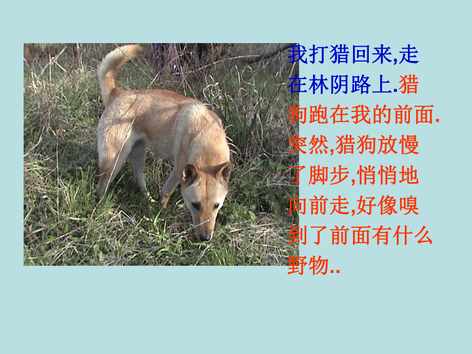 麻雀教学课件.ppt_第2页