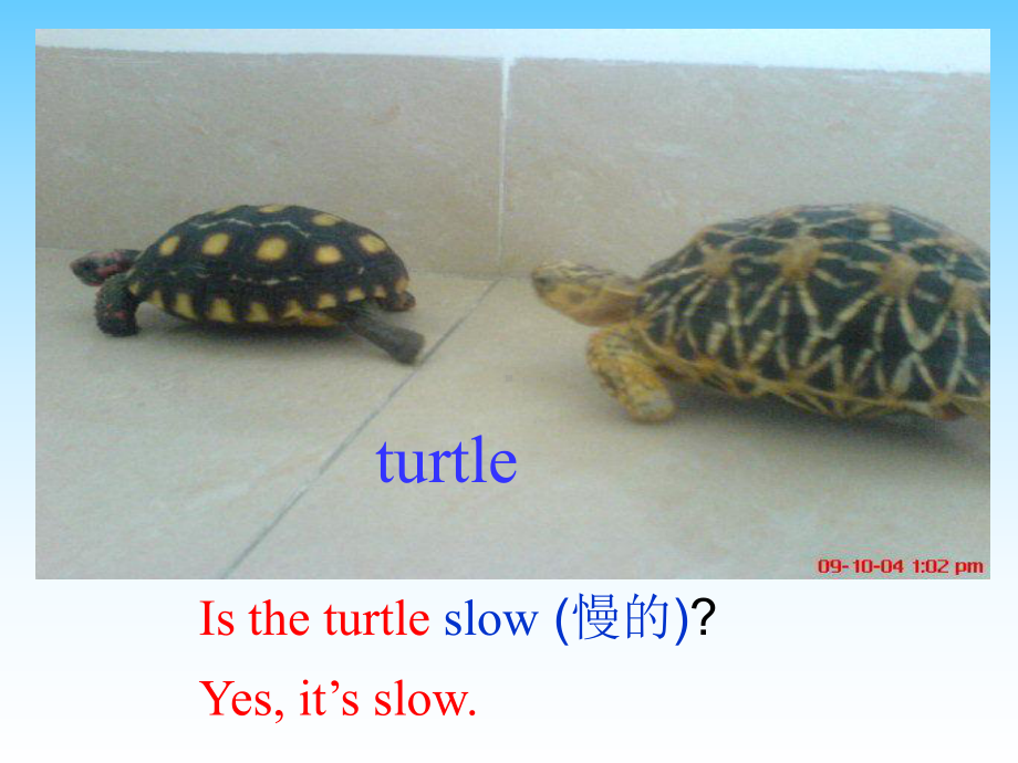 unit6 The turtle is faster.ppt_第3页