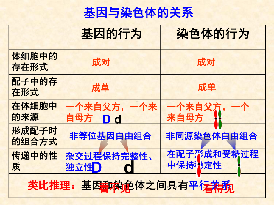 基因在染色体上 .ppt_第3页