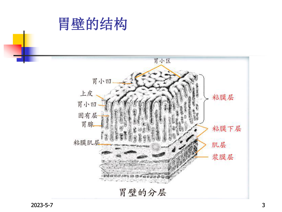 消化性溃疡新课件.pptx_第3页