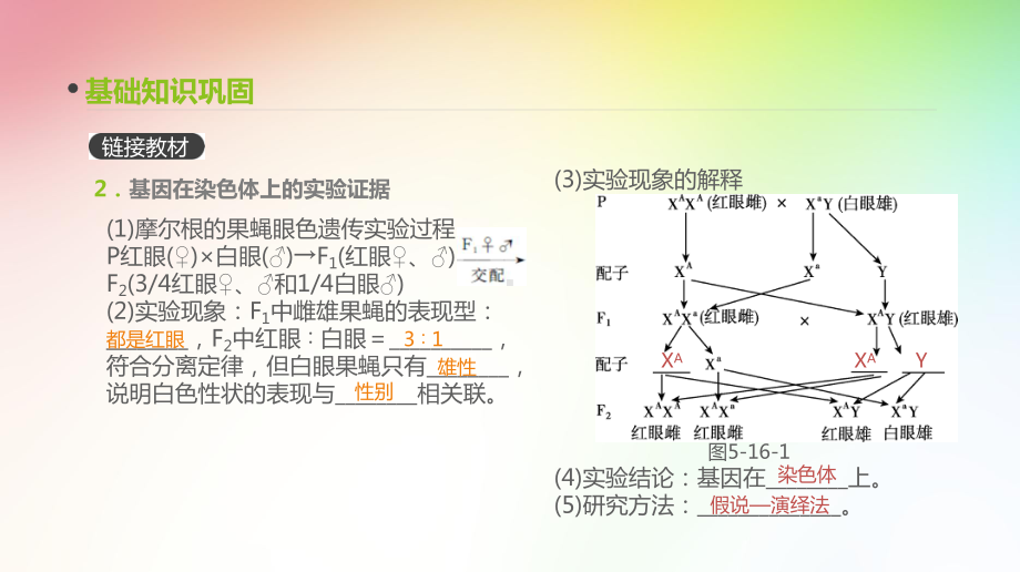 高中生物专题复习-第16讲-伴性遗传和人类遗传病课件.pptx_第2页