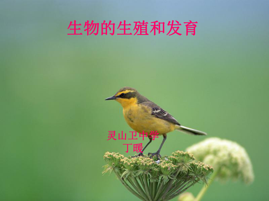 生物的生殖和发育教案课件.ppt_第1页