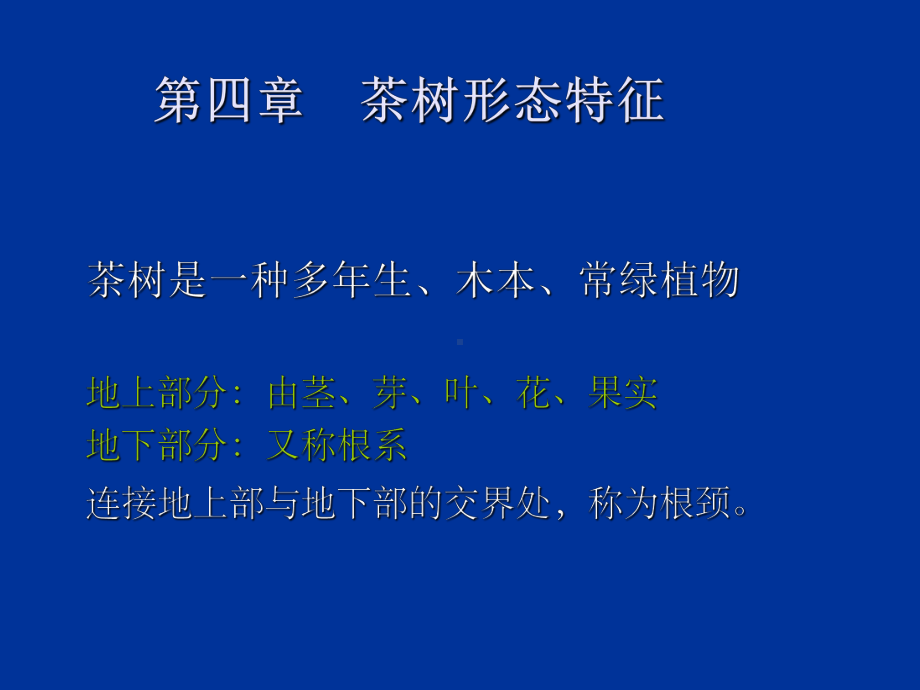 茶树形态特征课件.ppt_第1页