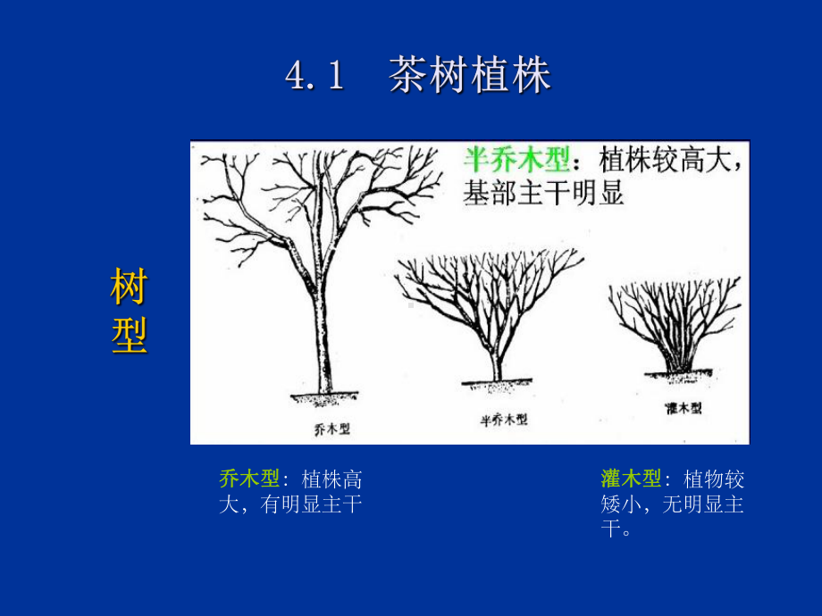 茶树形态特征课件.ppt_第2页