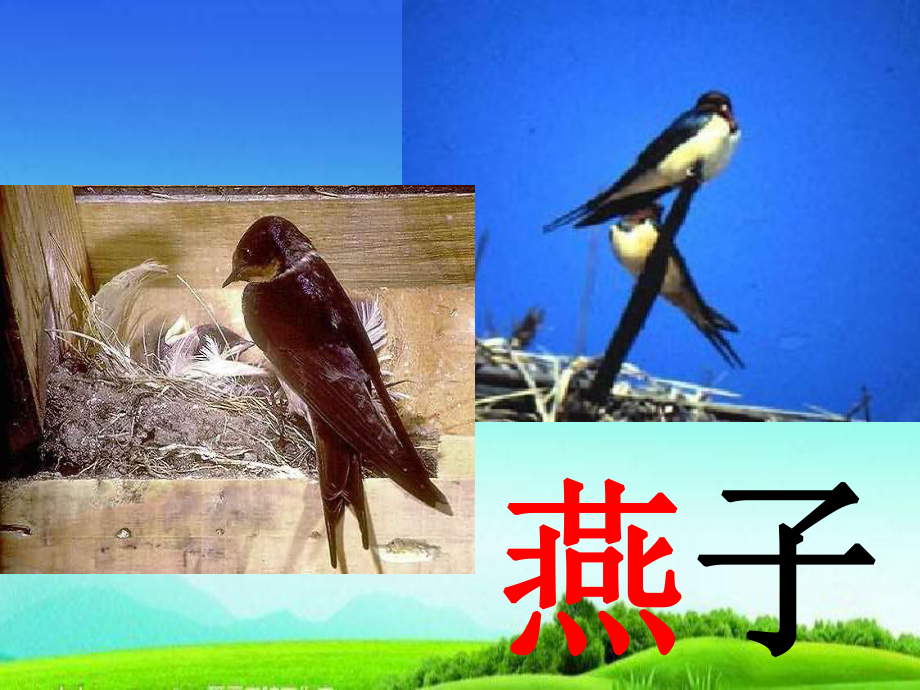 部编版三年级语文下册三下2-燕子--课件.ppt_第2页