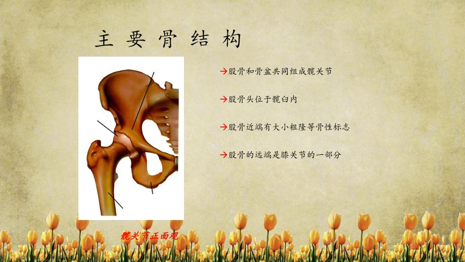 髋关节解剖和生物力学(精选干货)课件.ppt_第3页