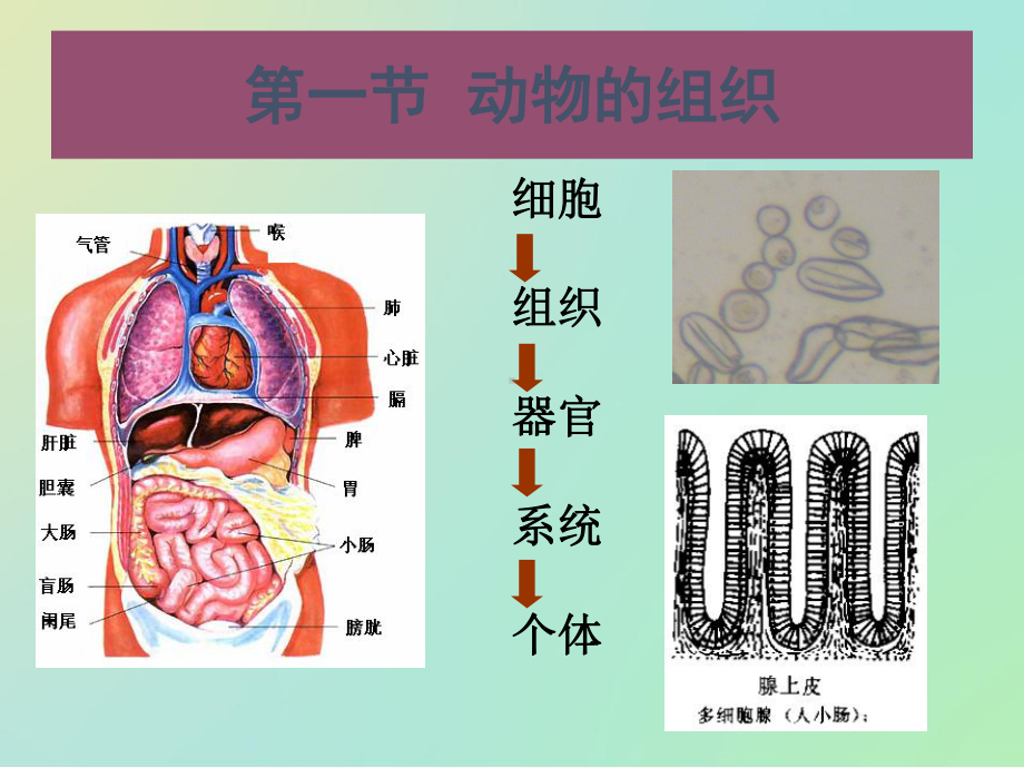 动物的组织器官与系统课件.ppt_第2页