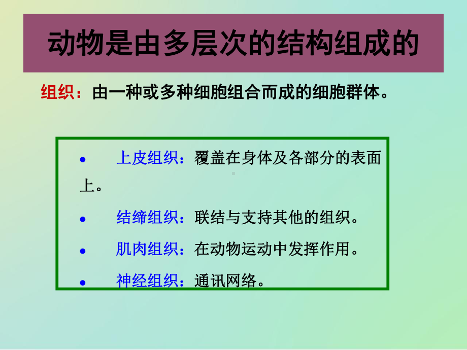 动物的组织器官与系统课件.ppt_第3页