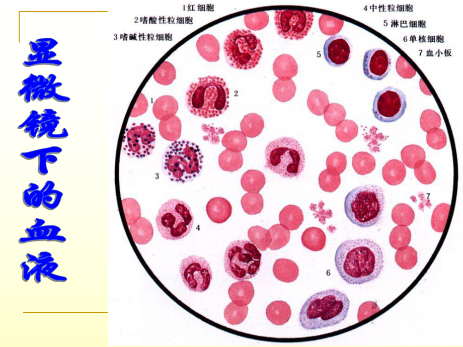 身体的防卫-完整课件.ppt_第1页